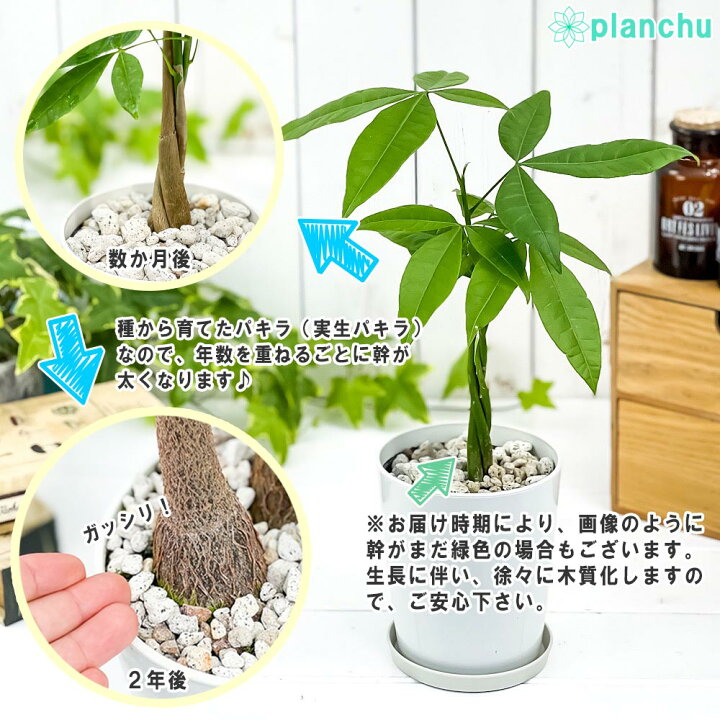594円 Sale 66 Off 観葉植物 パキラ ストレート 4号鉢 受け皿付き 育て