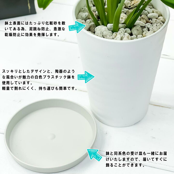 297円 贈与 マドカズラ モンステラ フリードリヒスターリー 3号〜3.5号鉢 観葉植物 297円 贈与 マドカズラ モンステラ フリードリヒスターリー 3号〜3.5号鉢 観葉植物
