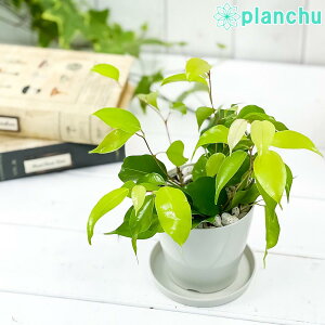 PLANCHU �ϗt�A�� �t�B�J�X �x���W���~�� �G�X�^ 3.5���� �󂯎M�t�� ��ĕ��������t�� Ficus benjamina �eEsta�f �K�^���ĂԖ� �S���m�L