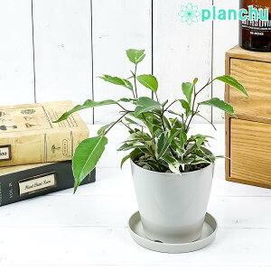 PLANCHU �ϗt�A�� �t�B�J�X �x���W���~�� �X�^�[���C�g 3.5���� �󂯎M�t�� ��ĕ��������t�� Ficus benjamina �eStar Light�f �K�^���ĂԖ� �S���m�L