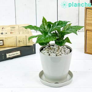 PLANCHU ϗtA R[q[mL ArJ 3.5 󂯎Mt ĕt Coffea arabica R[q[̖ ̖ ArJR[q[