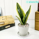 PLANCHU 観葉植物 サンセベリア スパーバ 3.5号鉢 受け皿付き 育て方説明書付き Sansevieria trifasciata ‘Superba’ サンスベリア 多肉植物 ローレンチ