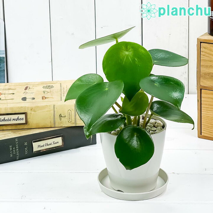 楽天市場】PLANCHU 観葉植物 ペペロミア ジェイド 3.5号鉢 受け皿付き 