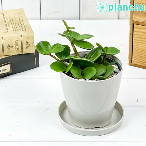 PLANCHU ϗtA yy~A z[v 3.5 󂯎Mt ĕt Peperomia obtusifolia eHopef