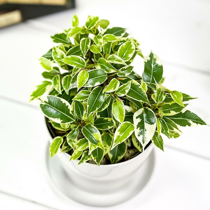 楽天市場】PLANCHU 観葉植物 フィカス ベンジャミン ラブリー 3.5号鉢 