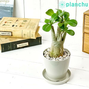 PLANCHU ϗtA AfjE 3.5 󂯎Mt ĕt Adenium R[fbNX 򍪐A A