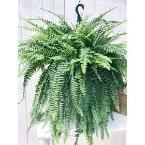 PLANCHU ϗtA ltsX {XgjGVX 7݂蔫 ĕt Nephrolepis exaltata eBostoniensisf {Xgt@[ {Xgt@ V_A