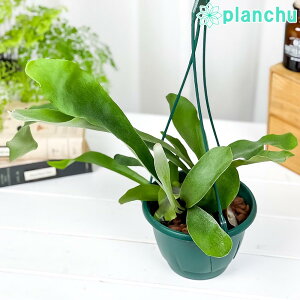 PLANCHU ϗtA veBPE lU[Y 5݂蔫 ĕt Platycerium eNetherlandsf lU[h rJNV_ RE V_A