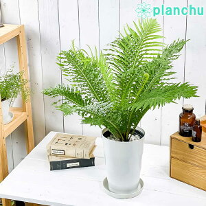 PLANCHU ϗtA uNi Vo[fB 6 󂯎Mt ĕt Blechnum gibbum eSilver Ladyf V_A