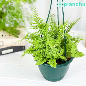 PLANCHU ϗtA ltsX }T 5݂蔫 ĕt Nephrolepis eMarisaf {Xgt@[ {Xgt@ V_A
