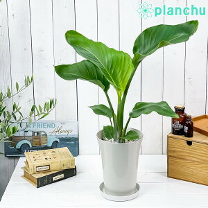 PLANCHU �ϗt�A�� �X�g�����`�A �I�[�K�X�^ 6���� �󂯎M�t�� ��ĕ��������t�� Strelitzia nicolai �j�R���C �y���̔����� �Ɋy����