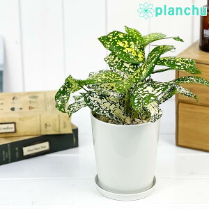 PLANCHU �ϗt�A�� �h���Z�i �t�����_�r���[�e�B�[ 4���� �󂯎M�t�� Dracaena surculosa �eFlorida Beauty�f �X���N���[�T �S�b�h�Z�t�B�A�i