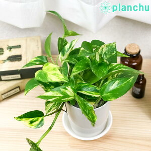 PLANCHU ϗtA |gX S[f 4 󂯎Mt ĕt Epipremnum aureum eGoldenf Gsvi ACh