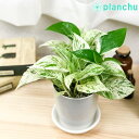 PLANCHU 観葉植物 ポトス マーブルクイーン 4号鉢 受け皿付き 育て方説明書付き Epipremnum aureum ‘Marble Queen’ エピプレムナム アロイド