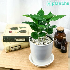 PLANCHU ϗtA R[q[mL ArJ 4 󂯎Mt ĕt Coffea arabica R[q[̖ ̖ ArJR[q[