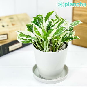 PLANCHU ϗtA |gX GWC 3.5 󂯎Mt ĕt PVP Epipremnum aureum eN'Joyf Gsvi ACh
