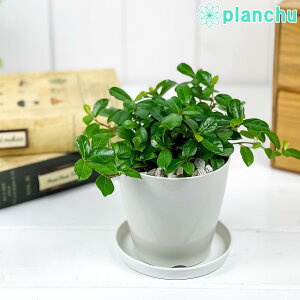 PLANCHU ϗtA tBJX VO 3.5 󂯎Mt ĕt Ficus vaccinioides 鐫KW} enCkr obLjICfX