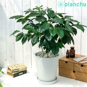 PLANCHU ϗtA R[q[mL ArJ 8 󂯎Mt ĕt Coffea arabica R[q[̖ ̖ ArJR[q[