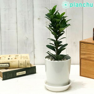 PLANCHU ϗtA KW} xr[[t 4 󂯎Mt ĕt Ficus eBaby Leaff tBJX ␫KW} ̏h