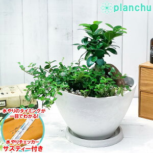 PLANCHU ϗtA KW}2̊񂹐A lQKW}鐫KW}  zCg TXeB[t 󂯎Mt ĕt ̏h