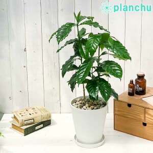 PLANCHU ϗtA R[q[mL ArJ 6 󂯎Mt ĕt Coffea arabica R[q[̖ ̖ ArJR[q[
