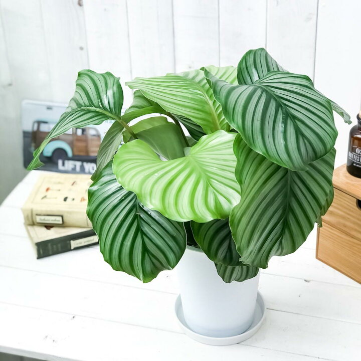 楽天市場】PLANCHU 観葉植物 カラテア オルビフォリア 6号鉢 受け皿 
