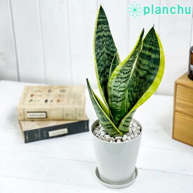 PLANCHU 観葉植物 サンセベリア スパーバ 4号鉢 受け皿付き 育て方説明書付き Sansevieria trifasciata ‘Superba’ サンスベリア 多肉植物 ローレンチ