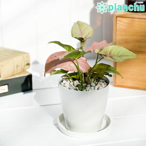 PLANCHU �ϗt�A�� �V���S�j�E�� �l�I�� 3.5���� �󂯎M�t�� ��ĕ��������t�� Syngonium podophyllum �eNeon�f �A���C�h