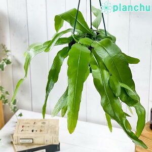 PLANCHU ϗtA GstB v~ 5݂蔫 ĕt Epiphyllum pumilum GstB Pl XѐT{e