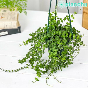 PLANCHU ϗtA fBXLfBA ~In[g 4݂蔫 ĕt Dischidia ruscifolia XLtHA