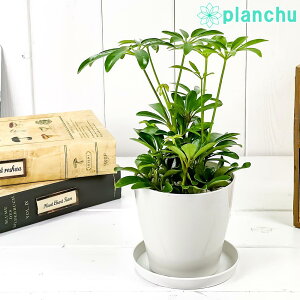 PLANCHU �ϗt�A�� �V�F�t���� �A���{���R�� �R���p�N�^ 3.5���� �󂯎M�t�� ��ĕ��������t�� Schefflera arboricola �eCompacta�f �z���R���J�|�b�N