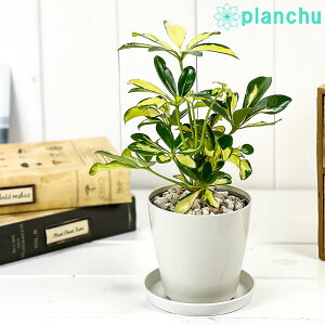 PLANCHU �ϗt�A�� �V�F�t���� �A���{���R�� �g���l�b�e�B 3.5���� �󂯎M�t�� ��ĕ��������t�� Schefflera arboricola �eTrinette�f �z���R���J�|�b�N ������
