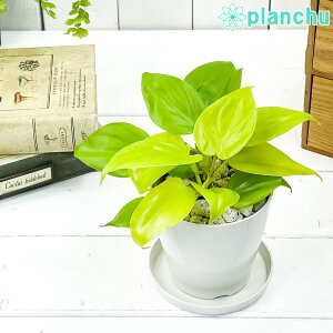 PLANCHU �ϗt�A�� �t�B���f���h���� �I�L�V�J���f�B�E�� ���C�� 3.5���� �󂯎M�t�� ��ĕ��������t�� Philodendron oxycardium �eLime�f �I�L�V�J���W�E�� �A���C�h