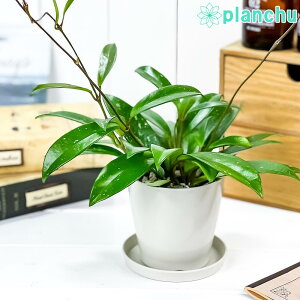 PLANCHU ϗtA z vrJNX Vo[sN 3.5 󂯎Mt ĕt Hoya pubicalyx eSilver Pinkf TN 