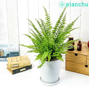 PLANCHU ϗtA ltsX O[t@^W[ 6 󂯎Mt ĕt Nephrolepis exaltata eGreen Fantasyf {Xgt@[ {Xgt@ V_A