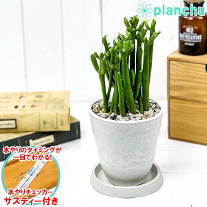 PLANCHU A [tHrA Zh 4 zCg TXeB[t 󂯎Mt ĕt Euphorbia cedrorum IRN[^ A