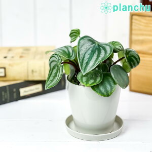 PLANCHU ϗtA yy~A AMCA 3.5 󂯎Mt ĕt Peperomia argyreia XCJyy