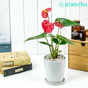 PLANCHU �ϗt�A�� �A���X���E�� ���b�h 4���� �󂯎M�t�� ��ĕ��������t�� Anthurium andraeanum cv. �A���X�����[�� �A���C�h ����