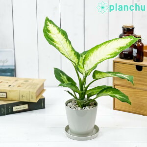 PLANCHU ϗtA fBtFoLA J~[ 3.5 󂯎Mt ĕt Dieffenbachia eCamillef ACh