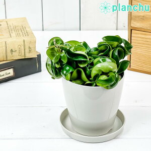 PLANCHU ϗtA z Jm[T RpN^ 3.5 󂯎Mt ĕt Hoya carnosa eCompactaf TN 