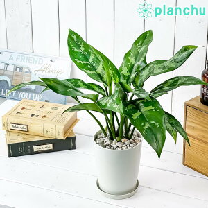 PLANCHU ϗtA AOIl} }A 4 󂯎Mt ĕt Aglaonema eMariaf K^C̕ ACh