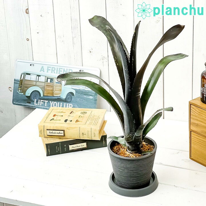 楽天市場】PLANCHU 観葉植物 ビルベルギア ダースベイダー 4号樹脂鉢 