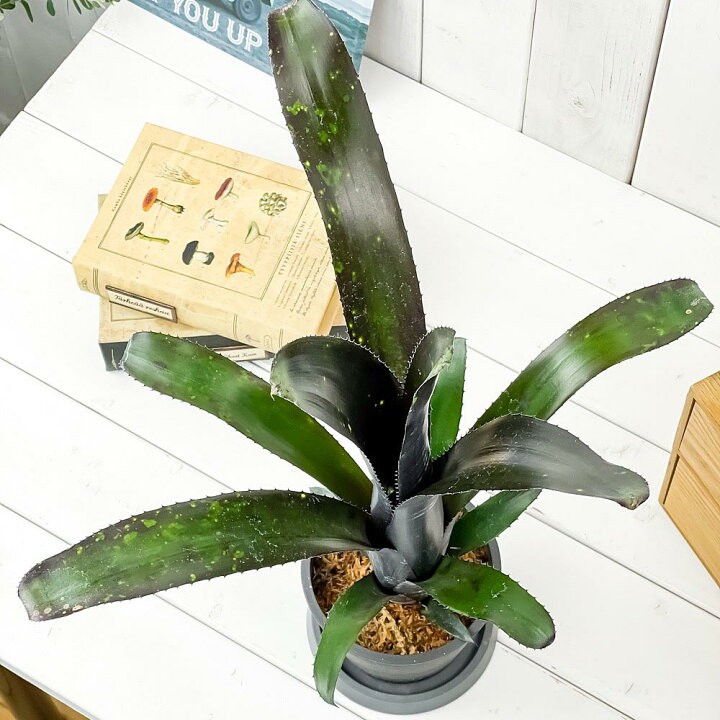 楽天市場】PLANCHU 観葉植物 ビルベルギア ダースベイダー 4号樹脂鉢 