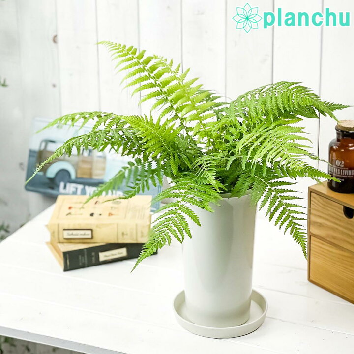 楽天市場】PLANCHU 観葉植物 ディクソニア アンタルクティカ 5号ロング  