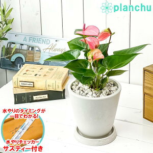 PLANCHU �ϗt�A�� �A���X���E�� �s���N 5�������� �z���C�g �T�X�e�B�[�t�� �󂯎M�t�� ��ĕ��������t�� Anthurium andraeanum cv. �A���X�����[�� �A���C�h ����