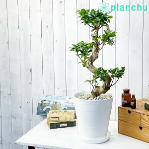 PLANCHU �ϗt�A�� �K�W���}�� ���藳 8���� �󂯎M�t�� ��ĕ��������t�� Ficus microcarpa �t�B�J�X �~�N���J���p ����̏h���