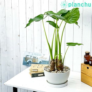 PLANCHU ϗtA AJVA V}NYC 8 󂯎Mt ĕt Alocasia cucullata ACh