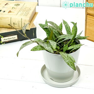 PLANCHU ϗtA z VMeBX 3.5 󂯎Mt ĕt Hoya sigillatis TN 