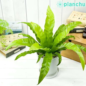 PLANCHU ϗtA AXvjE AeBN 5 󂯎Mt ĕt Asplenium antiquum AeBJ II^j^ V_A