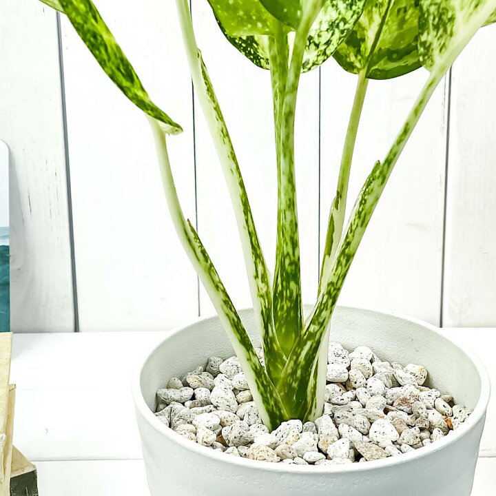 楽天市場】PLANCHU 観葉植物 アグラオネマ プセウドブラクテアツム 5号 